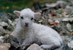 L'agneau sacrificiel