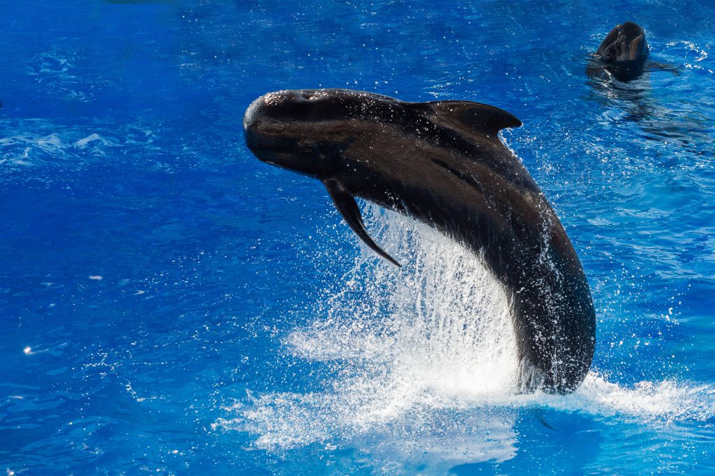 Baleine Pilote Tenerife