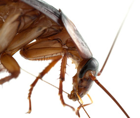 Découvrez le cafard, un animal à la propreté irréprochable !