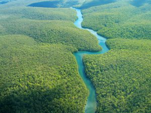 La 2ème plus grande forêt du monde