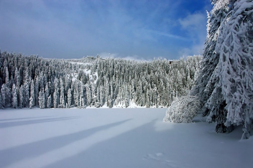 Sapins enneigés