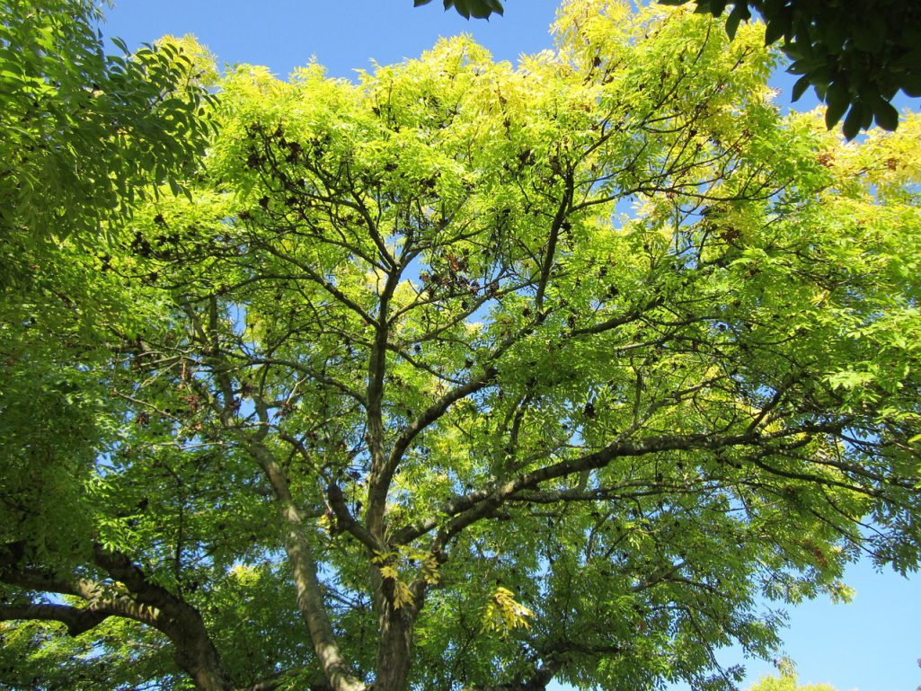 Le frêne arbre du dieu Odin