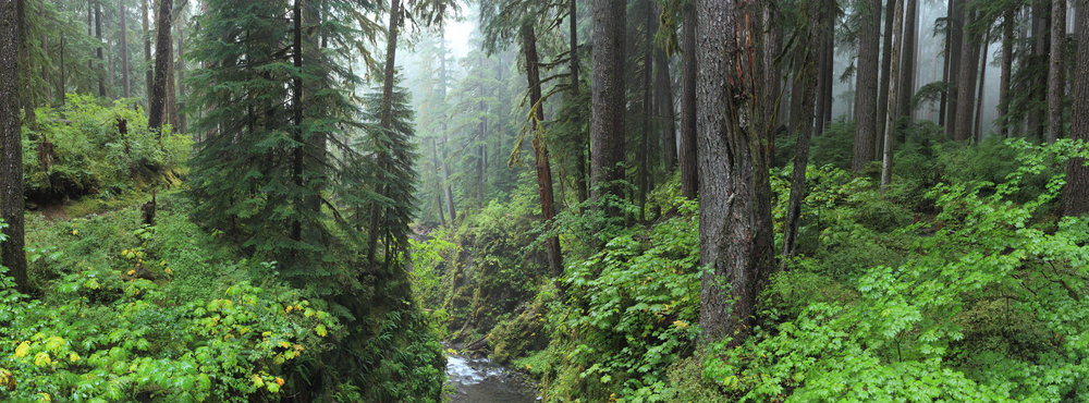 Une forêt primaire remplie de mythes et de légendes