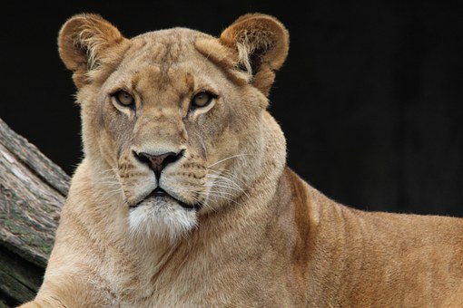 Connaissez-vous votre animal totem?