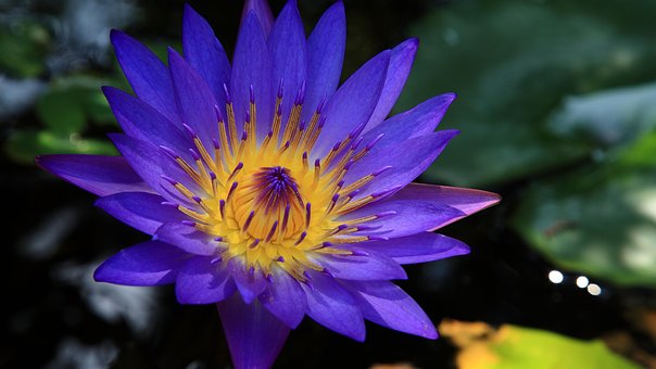 Les effets du lotus bleu pour une ouverture de conscience