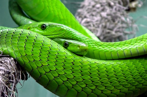 Découvrez le serpent, symbole du Christ et de Satan !