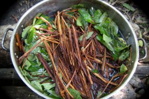 Ayahuasca et les plantes de pouvoir