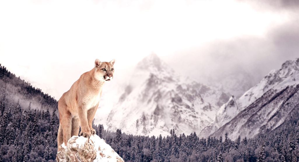 Puma Animal Totem Immersion dans le langage symbolique de l'âme I.L.S.A