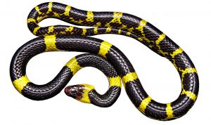Serpent venimeux, messager divin