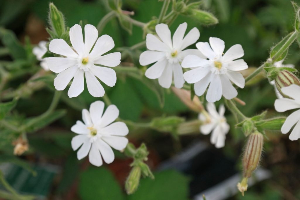 La plante des rêves lucides: le silene capensis