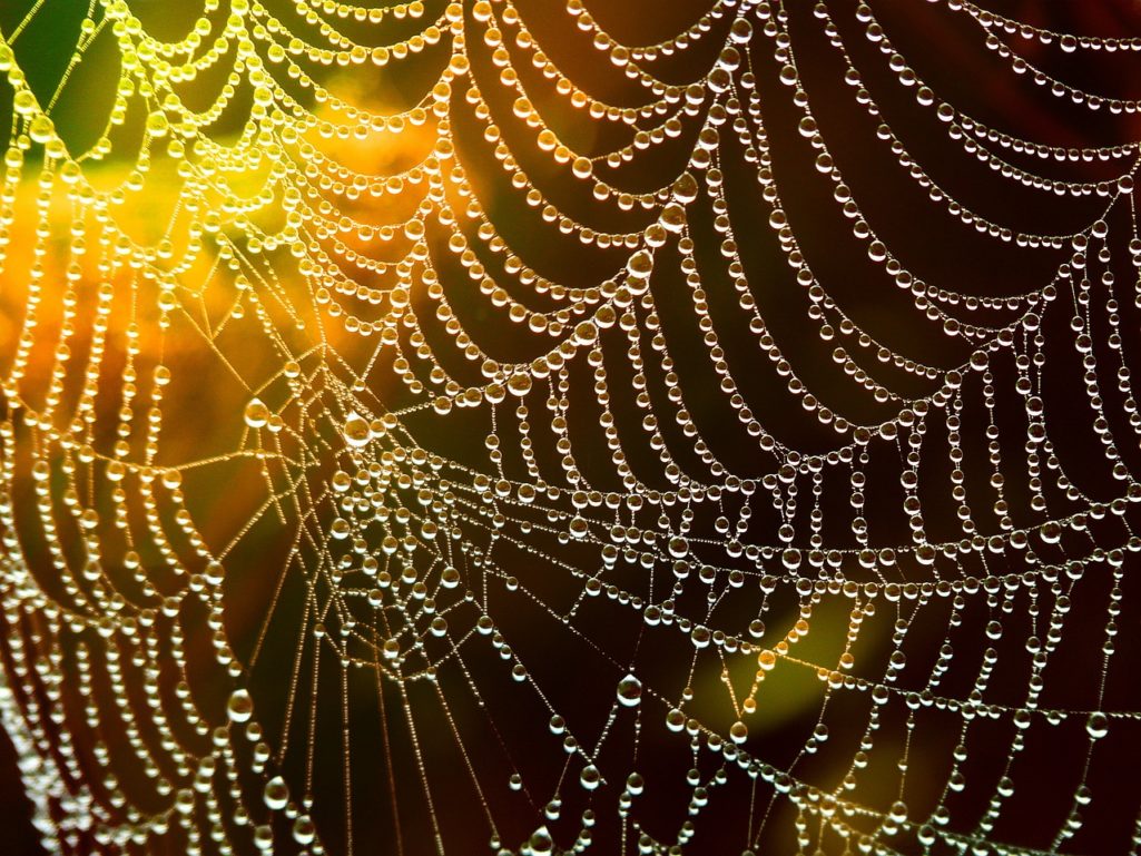 Perles de rosee dans spiderweb