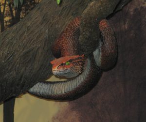 Serpent, force de vie