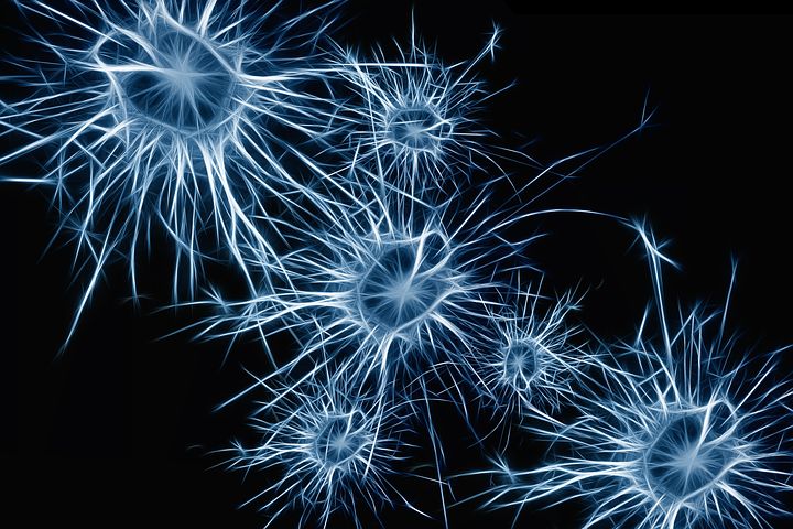 Glandes endocrines et neurones